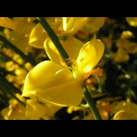 Spartium junceum (fam Papilionacees) (rg Mediterraneenne) (3)